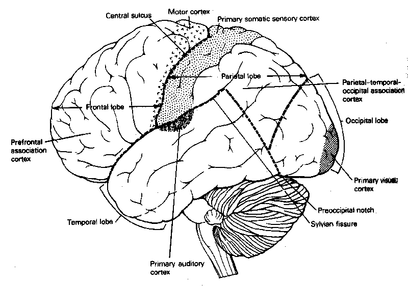 Introduction to Neural Networks